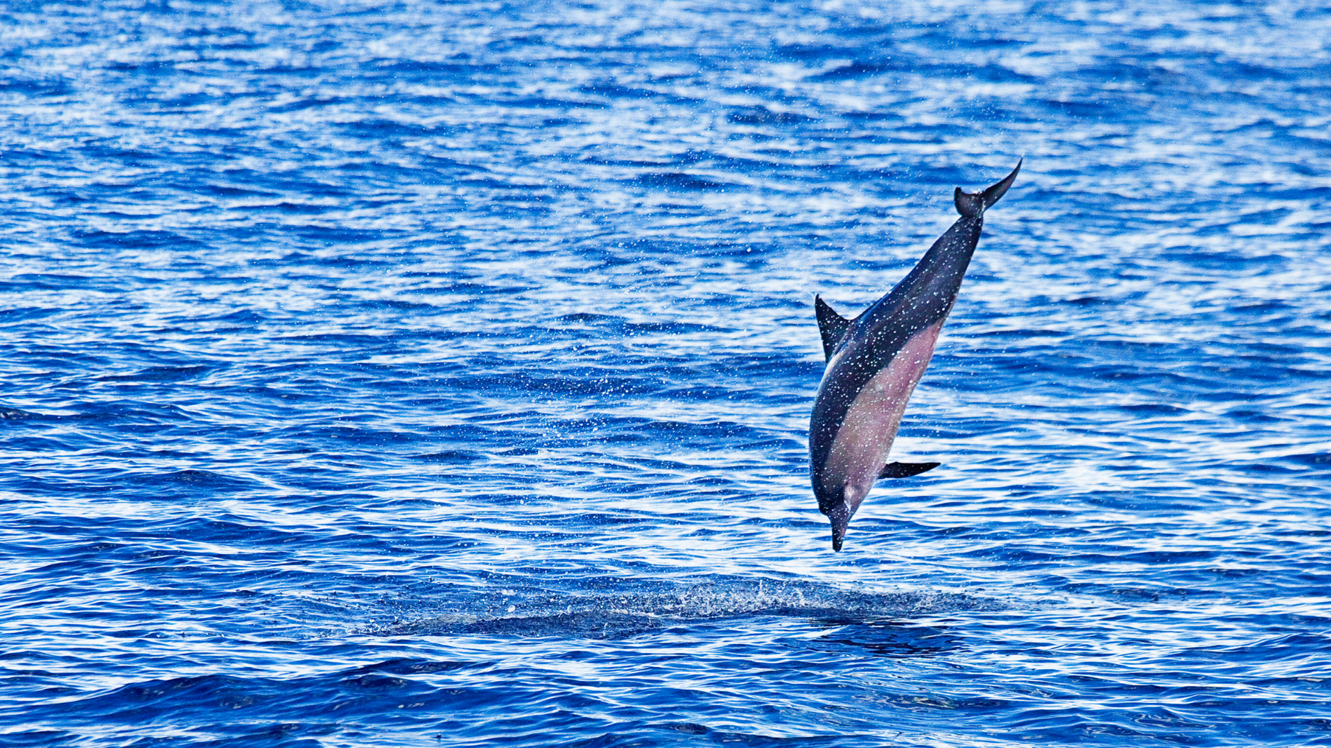 Dolphin catamaran boat trip, nr 1 sea excursion.