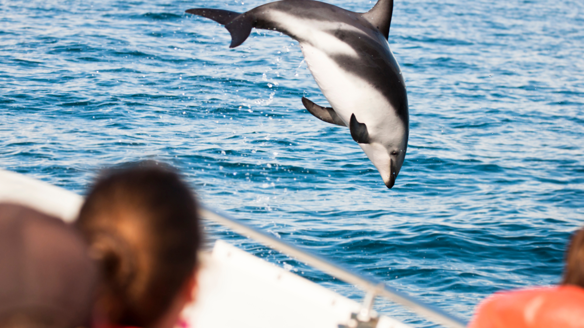 2,5 hour dolphin boat trip, book your dolphin search trip here!!