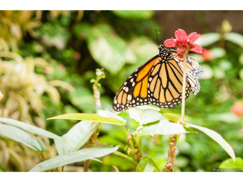 Butterfly in Gran canaria