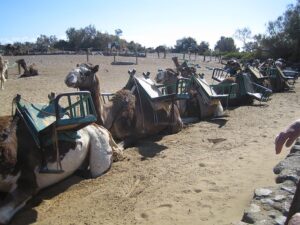 camel ride on a jeep safari