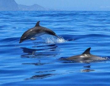 dolphin catamaran puerto rico