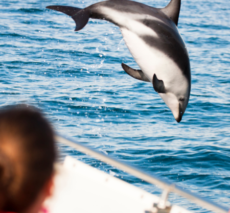 Dolphin catamaran boat trip, nr 1 sea excursion
