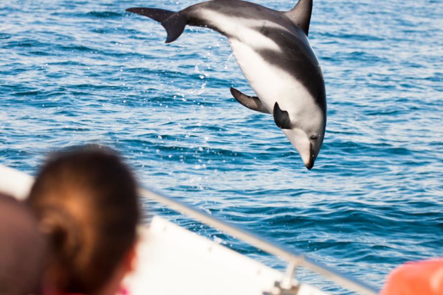 Dolphin catamaran boat trip, nr 1 sea excursion
