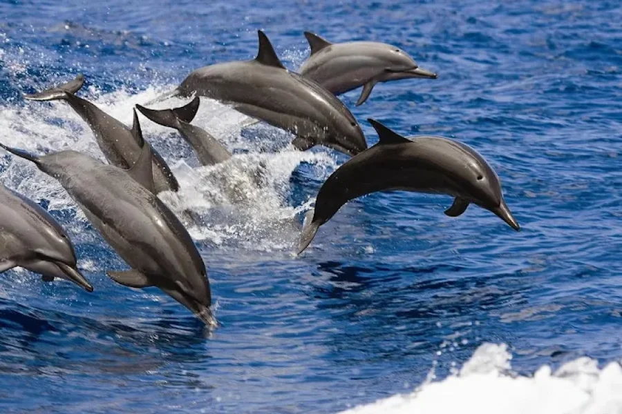 2-2.5 Hour Glass Bottom Dolphin Boat