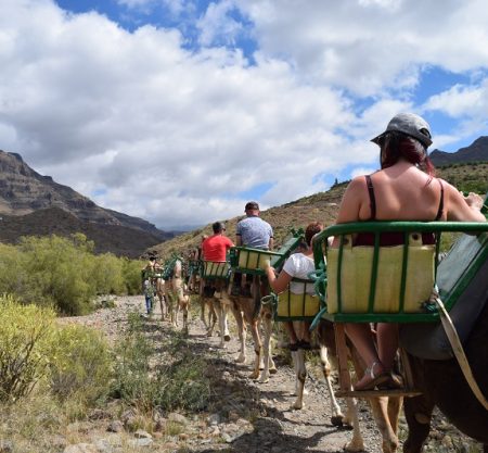 Tourists riding camels through Fataga Ravine Gran Canaria