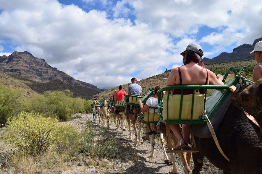 Tourists riding camels through Fataga Ravine Gran Canaria