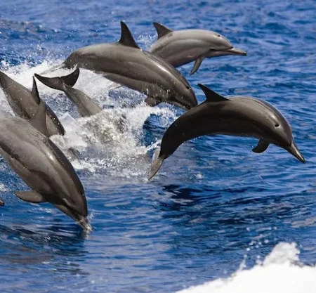 2 to 2.5 Hour Glass Bottom Dolphin Boat